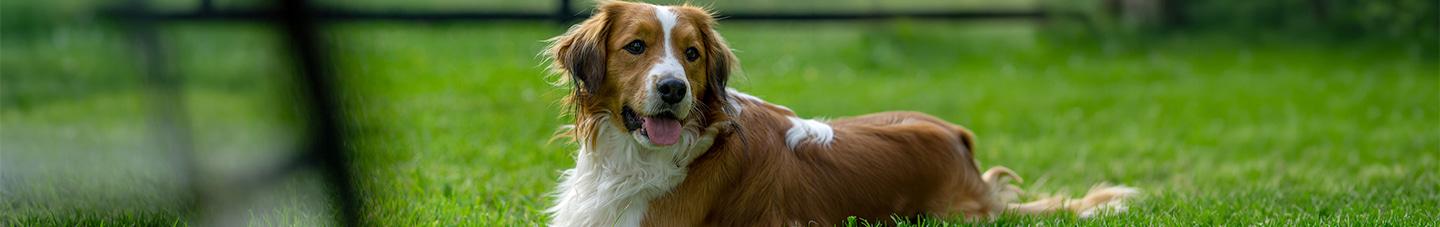 Panting dog laying on the grass