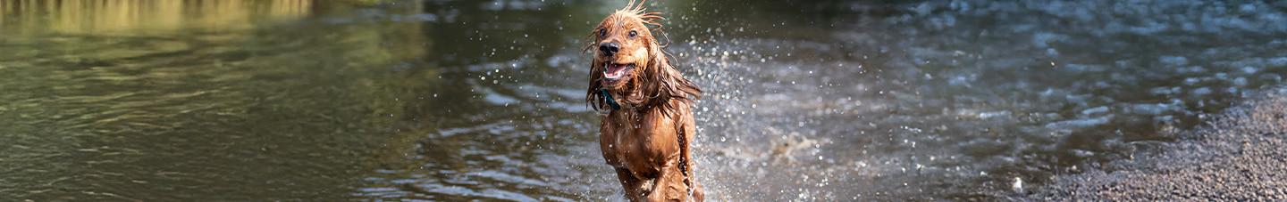 Happy dog running through a river
