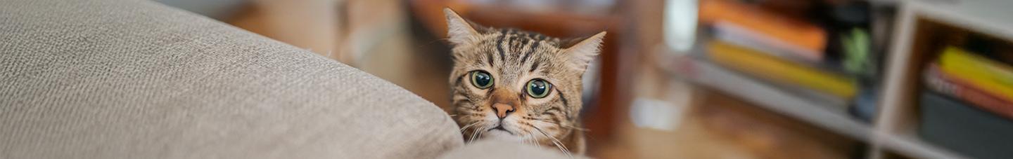 Cat peeping from behind a sofa
