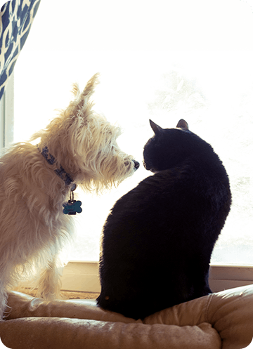 White dog and black cat sitting together looking out of a window