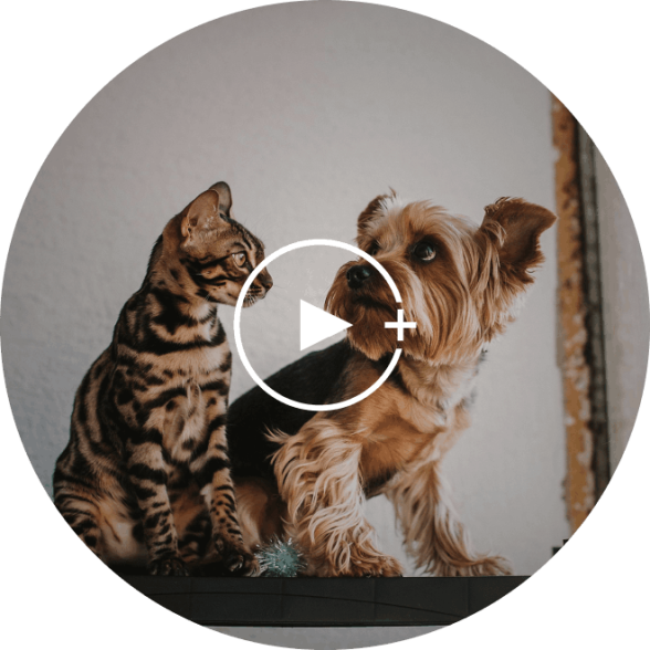Dog and cat
